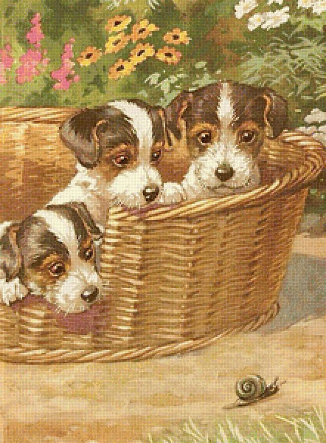 Это что за чудо? - домашние любимцы - предпросмотр