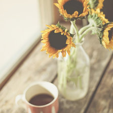 sunflowers in bottle