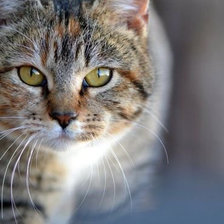 Схема вышивки «grey cat»