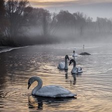 Схема вышивки «swans»