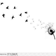 dandelion black and white