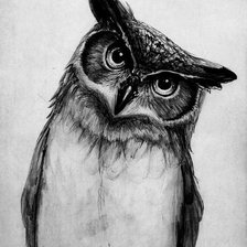 owl black and white
