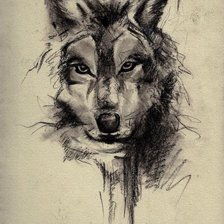 wolf