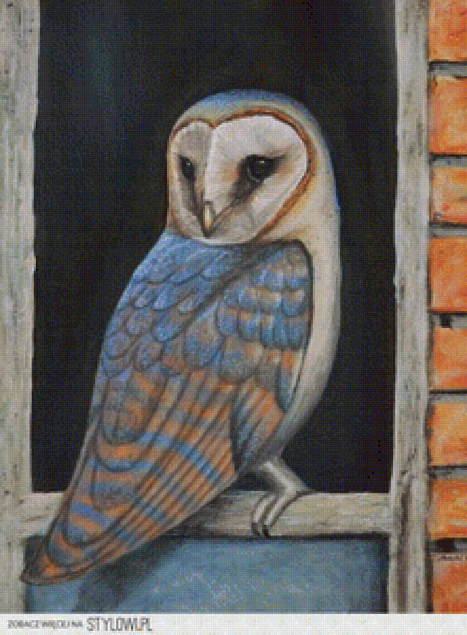 Owl - owl - предпросмотр