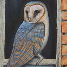 Owl