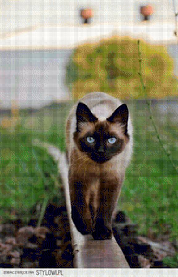 siamese cat - siamese cat - предпросмотр