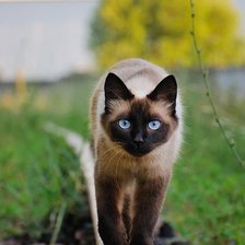 siamese cat