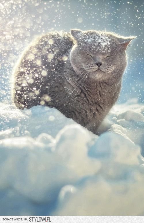 winter cat - winter cat - оригинал