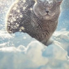 winter cat