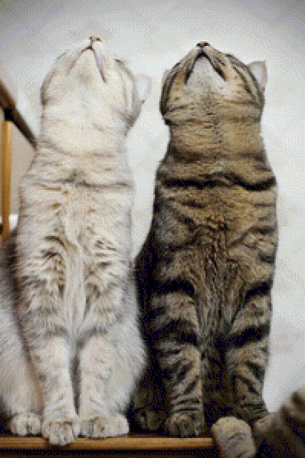two cats - two cats - предпросмотр