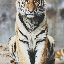 Схема вышивки «tiger»