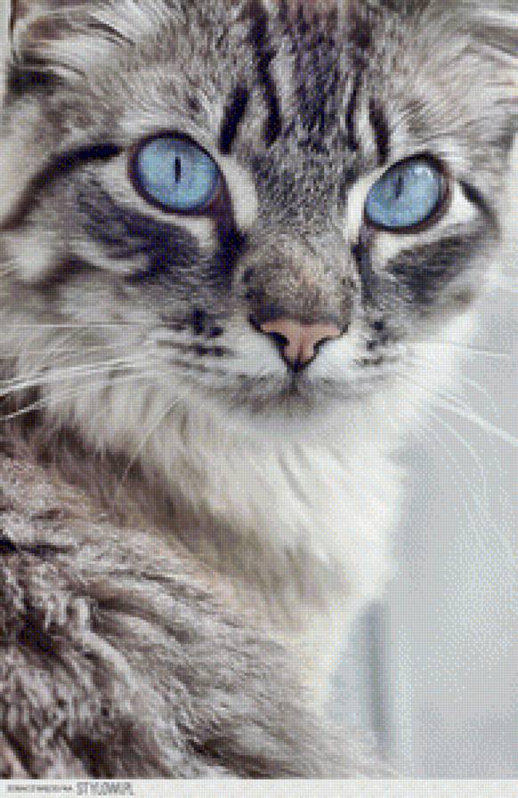 cat - cat - предпросмотр