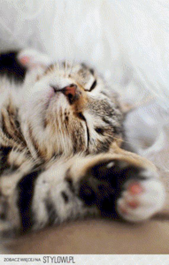 sleepy kitty - sleepy kitty - предпросмотр