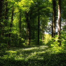 Схема вышивки «лес»