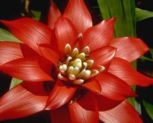 Схема вышивки «КРАСНЫЙ ЦВЕТОК»