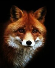 Схема вышивки «МОРДА ЛИСЫ»