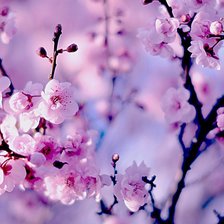 Схема вышивки «саккура»