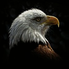 Схема вышивки «ОРЁЛ1»