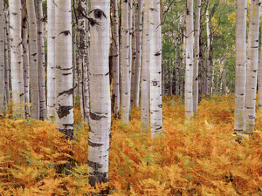 Берёзы - папоротник, березы, березняк, лес - предпросмотр