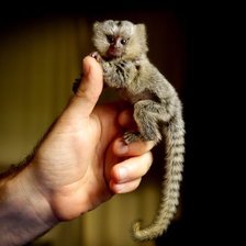 Схема вышивки «мармозетка»