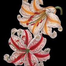 Схема вышивки «лилии»