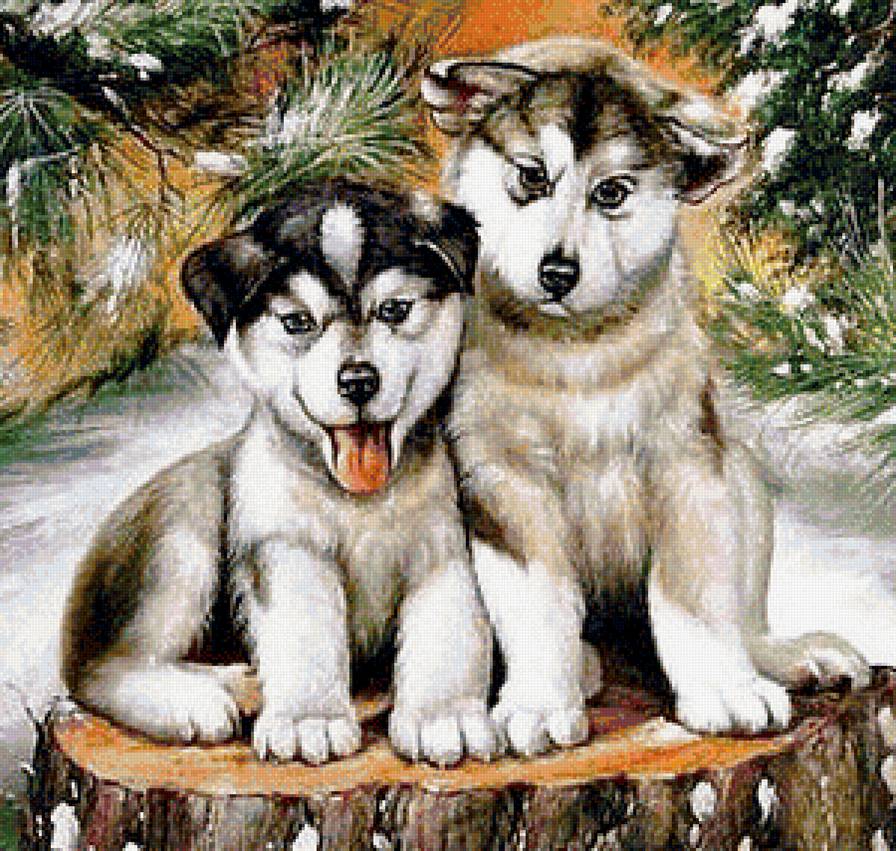 щенята - щенки.собака. хаски - предпросмотр