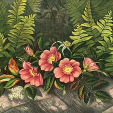 Схема вышивки «дикая роза»