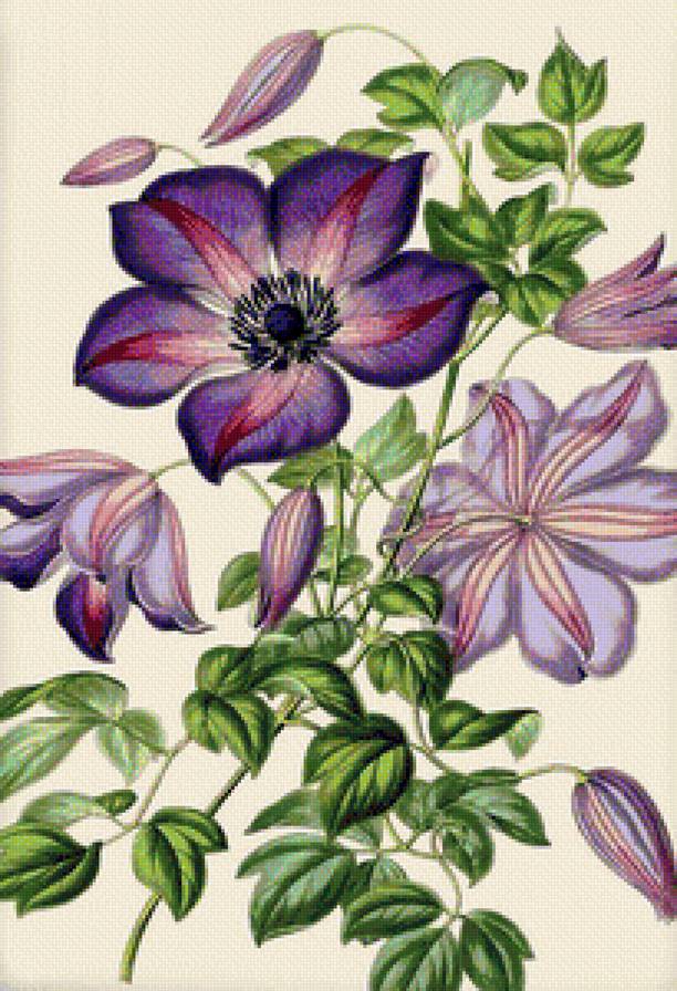 Клематис - цветы - предпросмотр