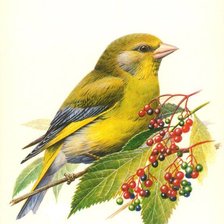 Схема вышивки «Птичка на ветке»