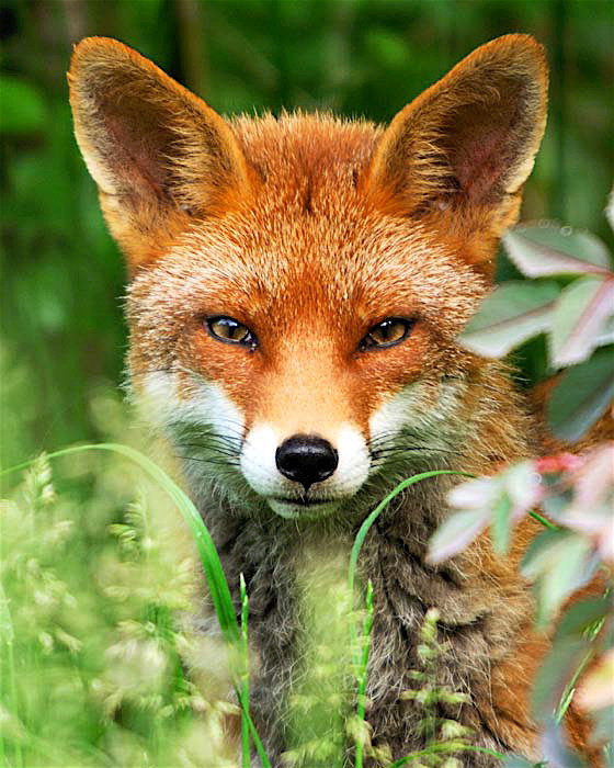 Лиса - природа, животные - оригинал