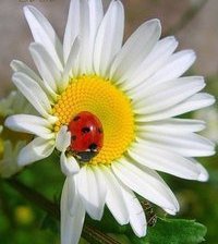 Схема вышивки «лето»