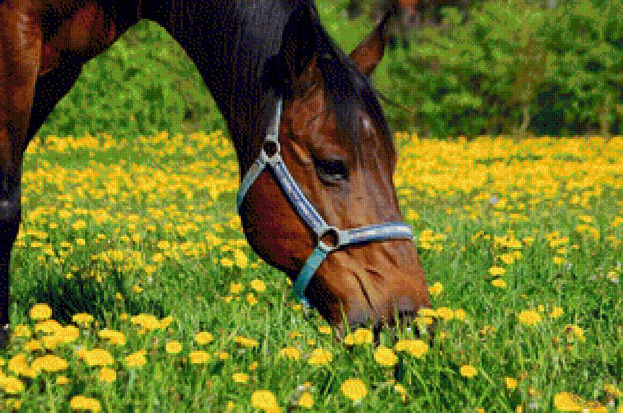horse - horse - предпросмотр