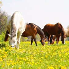 horses