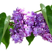 Схема вышивки «ветка сирени с листочками»