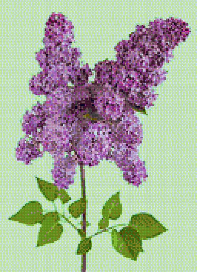 вдвойная ветка сирени - предпросмотр