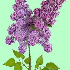 вдвойная ветка сирени