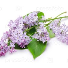 Схема вышивки «нежная ветка сирени»