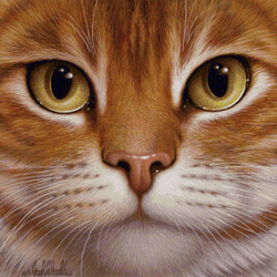 рыжая морда - предпросмотр