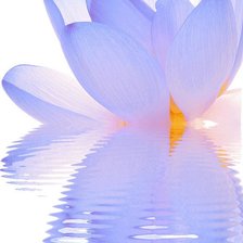 Схема вышивки «ФИОЛЕТОВЫЙ ЛОТОС»