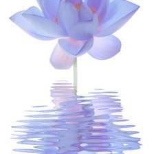 ФИОЛЕТОВЫЙ ЛОТОС 2