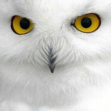 Схема вышивки «БЕЛАЯ СОВА»