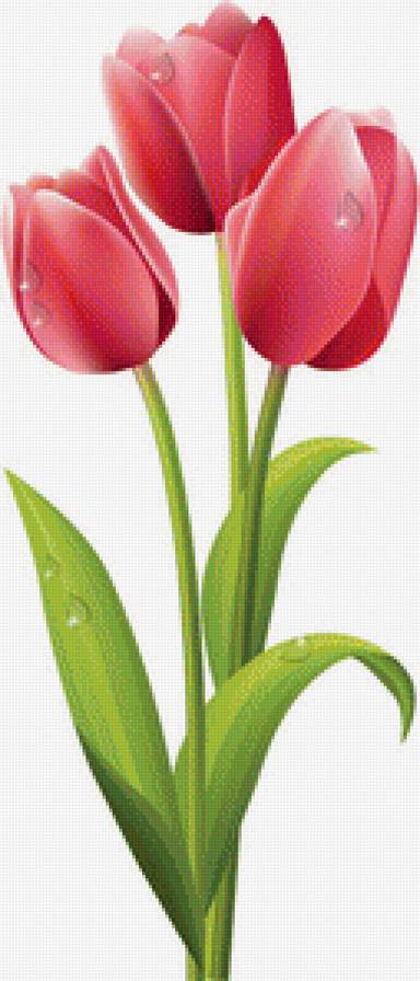 тюльпаны - цветы, букет, тюльпаны - предпросмотр