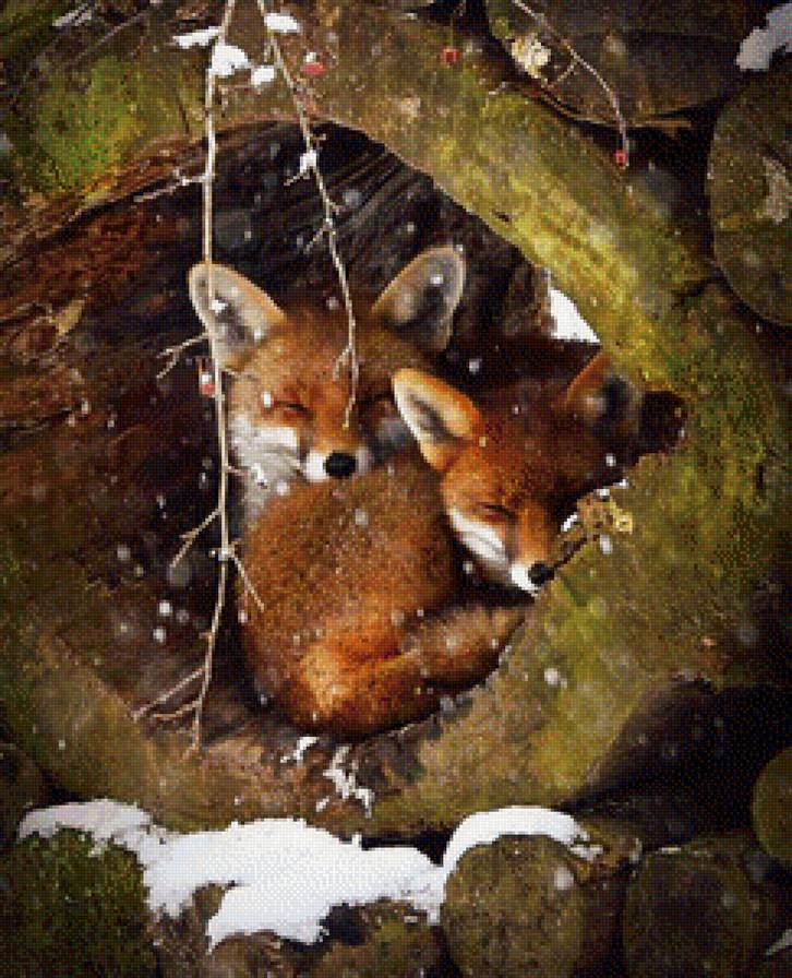 Лисы - фауна - предпросмотр