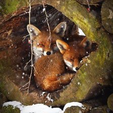 Схема вышивки «Лисы»