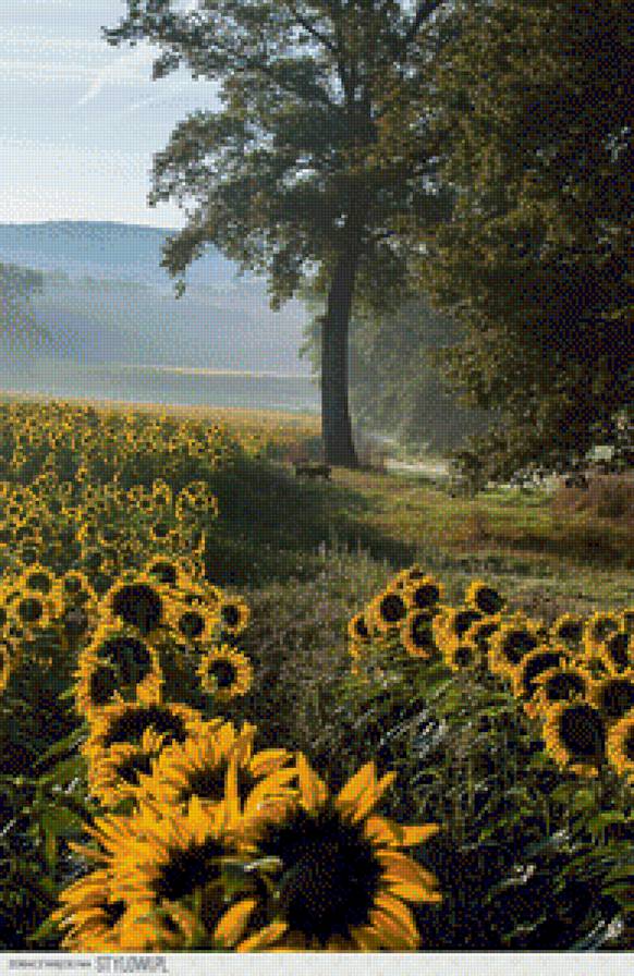 pole slonecznikow - pole slonecznikow - предпросмотр