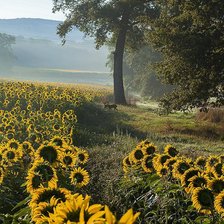 Схема вышивки «pole slonecznikow»