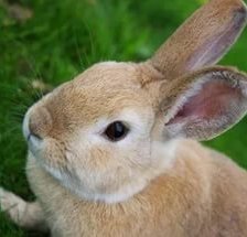 Схема вышивки «кролик»