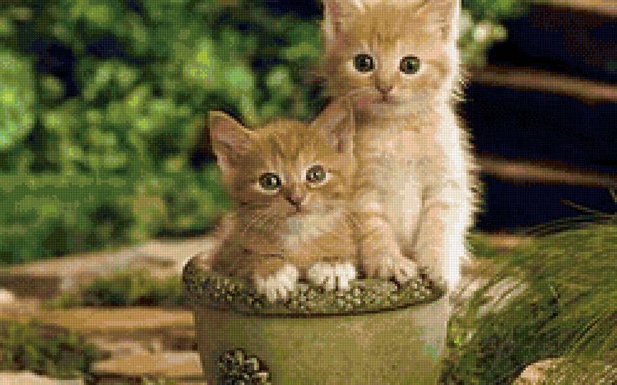 рыжики - предпросмотр