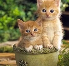 Схема вышивки «рыжики»