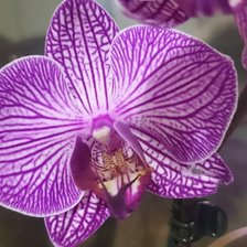 Орхидея